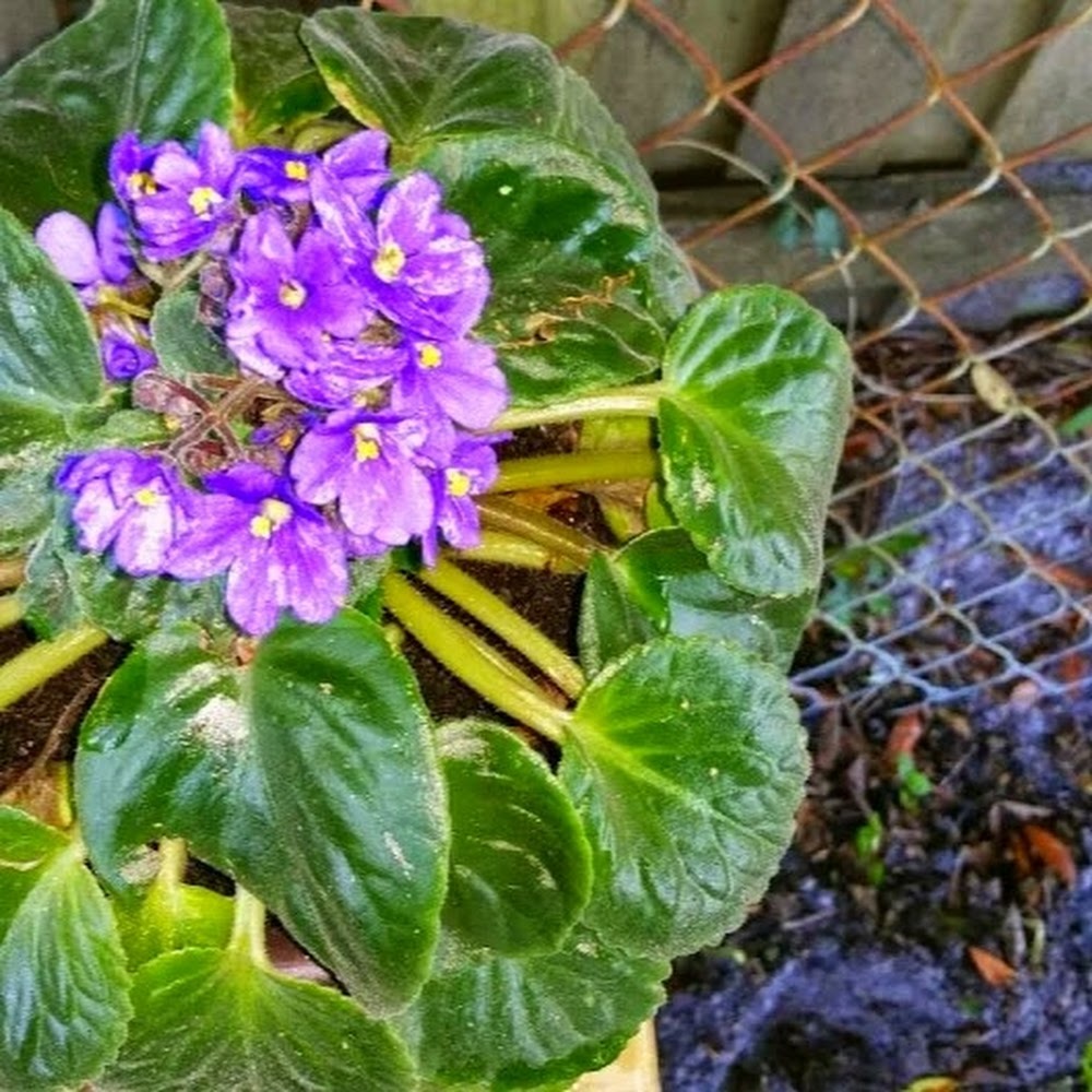 Meet your Posher, Yuliet